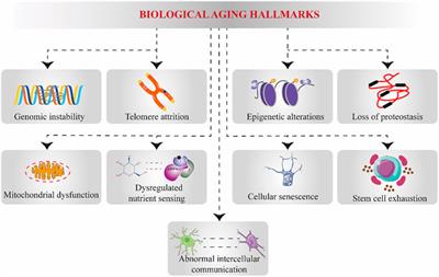 Dietary Supplements and Natural Products: An Update on Their Clinical Effectiveness and Molecular Mechanisms of Action During Accelerated Biological Aging